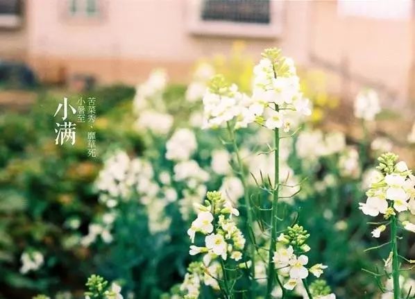 小滿節(jié)氣，人生小滿