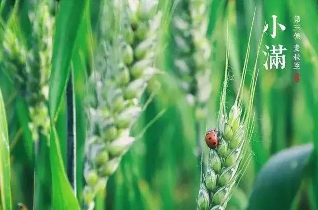 小滿節(jié)氣，人生小滿