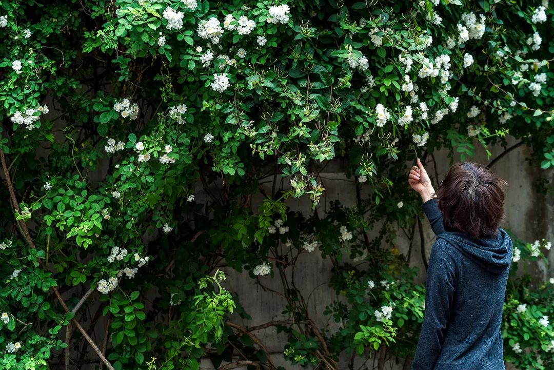 蘇州·蘇舍，在平江路享受蘇州的慢與蘇