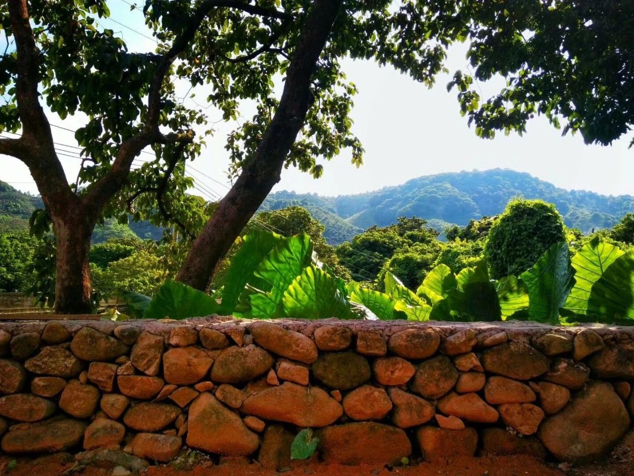 廣州·菁木山舍，有個木屋開滿鮮花看花開花落