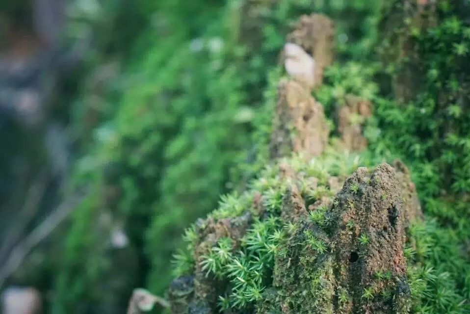 廣州·菁木山舍，有個(gè)木屋開滿鮮花看花開花落