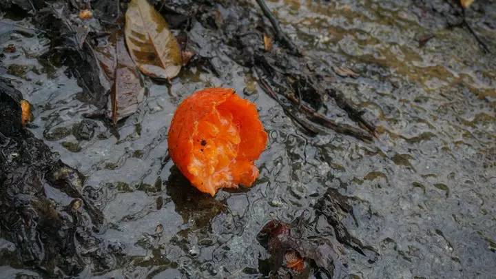 廣州·菁木山舍，有個木屋開滿鮮花看花開花落