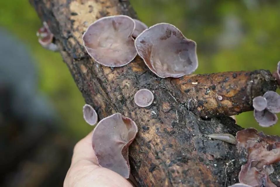 廣州·菁木山舍，有個(gè)木屋開滿鮮花看花開花落