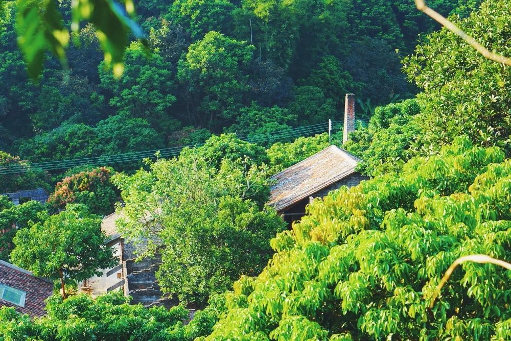 廣州·菁木山舍，有個木屋開滿鮮花看花開花落