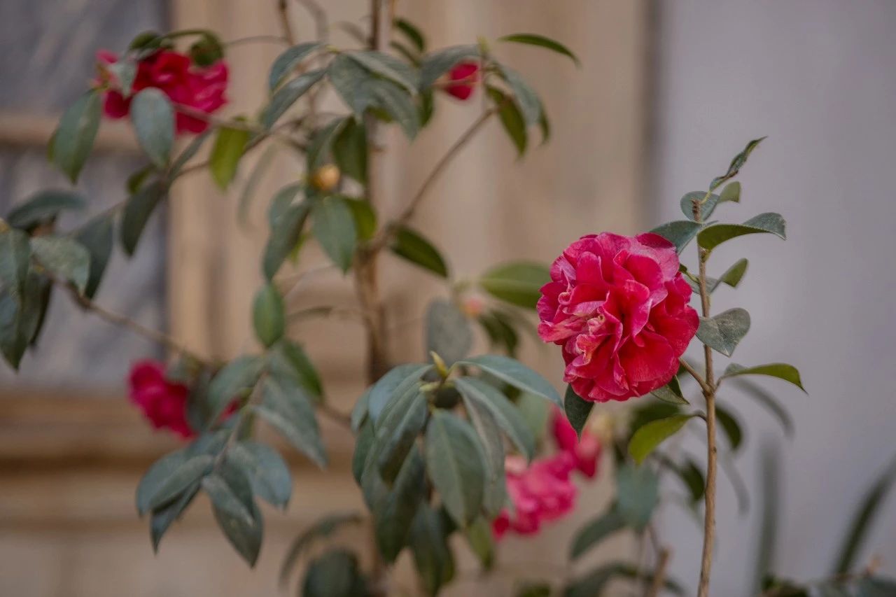 騰沖·敘蘭亭，不是讓古宅在時光中老去