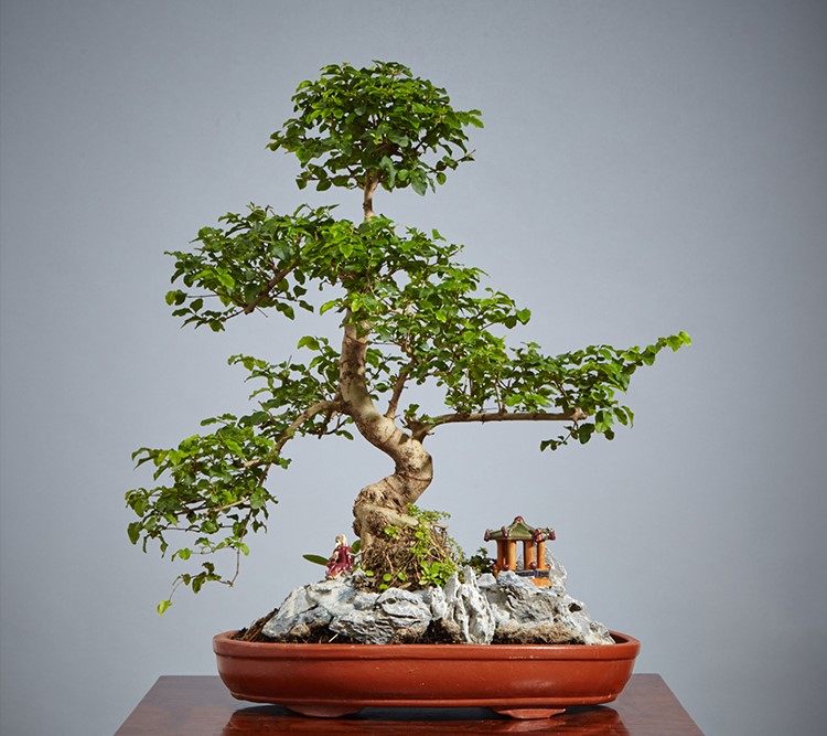 山紫甲石景，姿態(tài)萬千盆景藝術(shù)！