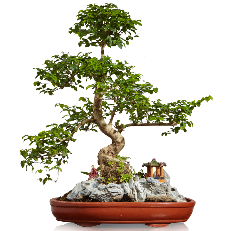 山紫甲石景，姿態(tài)萬千盆景藝術(shù)！