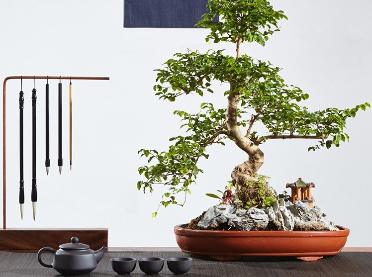 山紫甲石景，姿態(tài)萬千盆景藝術(shù)！