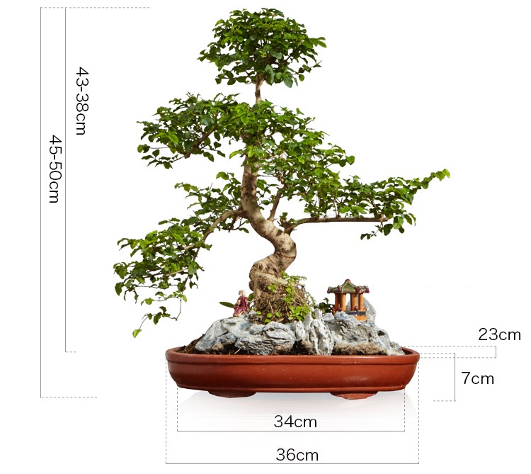 山紫甲石景，姿態(tài)萬千盆景藝術(shù)！