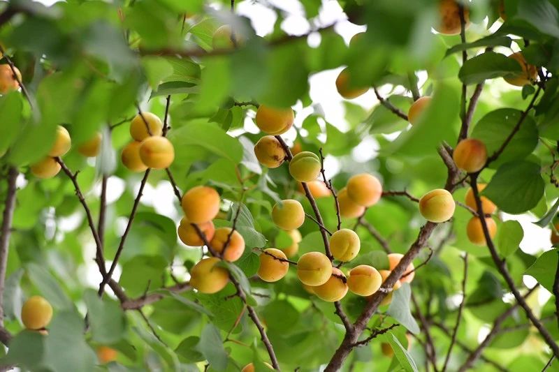 南京·悠然客棧，一方小院一杯清茶一段美好時(shí)光