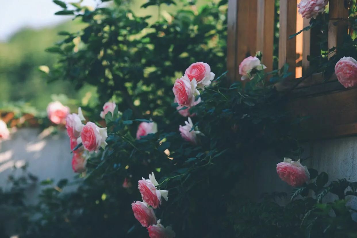 南京·悠然客棧，一方小院一杯清茶一段美好時(shí)光