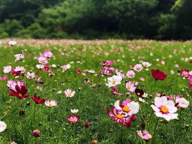 南京·悠然客棧，一方小院一杯清茶一段美好時(shí)光