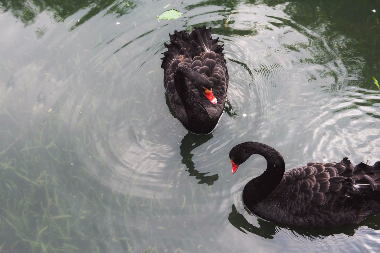 杭州·水墨蓉莊，保持一副獨立于塵世之外面孔