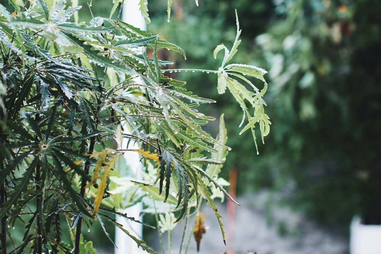 青島·桑吉爾多，把桑吉爾多的民謠帶進(jìn)來