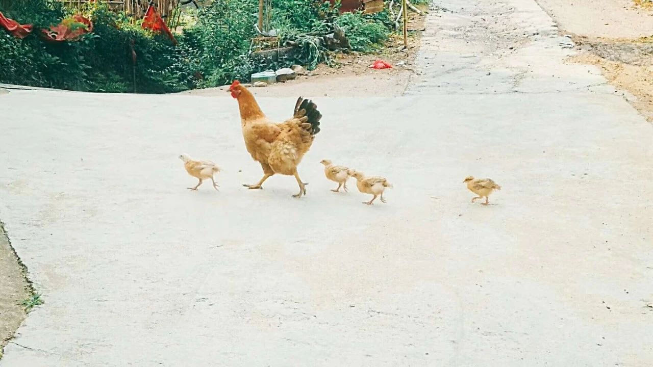 莫干山·玖悅度假酒店，沉浸在風景里