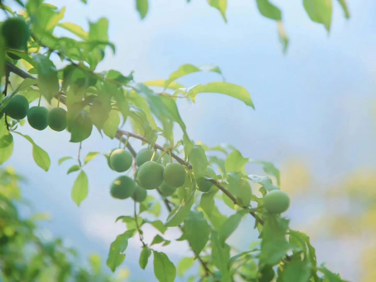 杭州·相見茶舍，若無相欠怎會相見