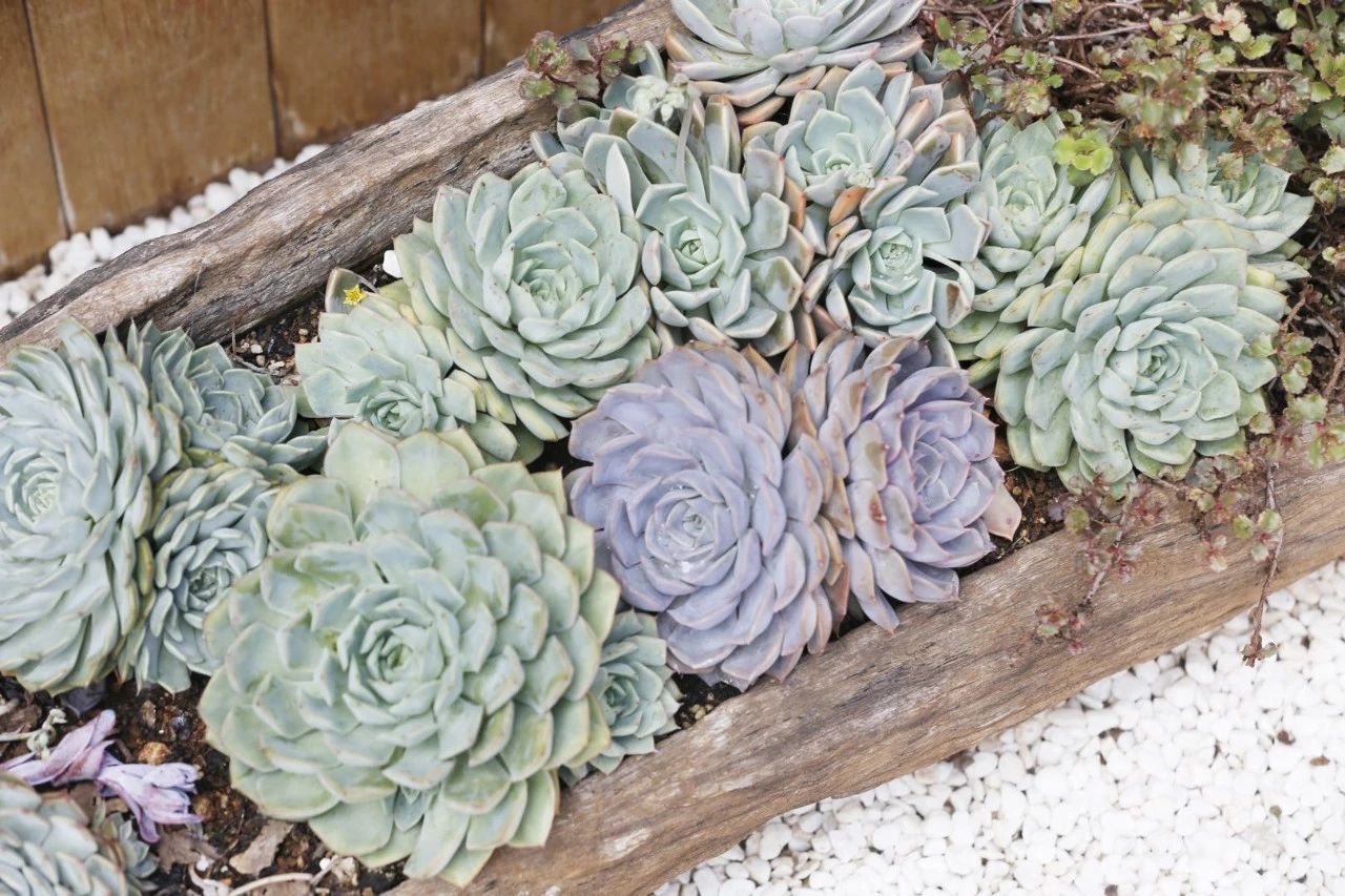 花田月舍·五月，最好的年紀找到內(nèi)心的歸屬感