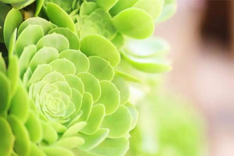 花田月舍·五月，最好的年紀(jì)找到內(nèi)心的歸屬感