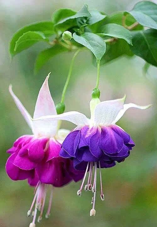 唯美風(fēng)景圖片：世界上最美倒掛金鐘花！