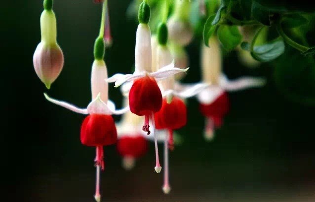 唯美風(fēng)景圖片：世界上最美倒掛金鐘花！