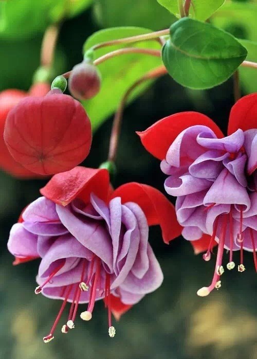 唯美風(fēng)景圖片：世界上最美倒掛金鐘花！