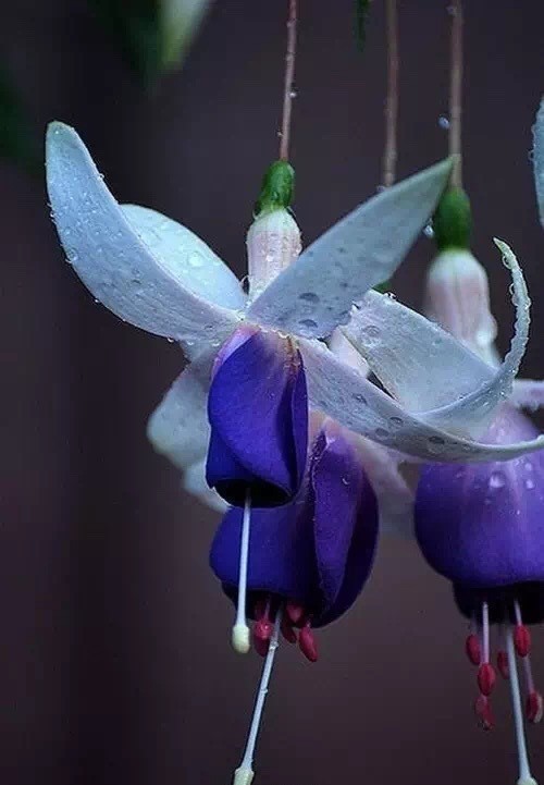 唯美風(fēng)景圖片：世界上最美倒掛金鐘花！