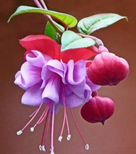 唯美風(fēng)景圖片：世界上最美倒掛金鐘花！