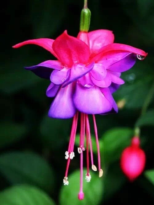 唯美風(fēng)景圖片：世界上最美倒掛金鐘花！