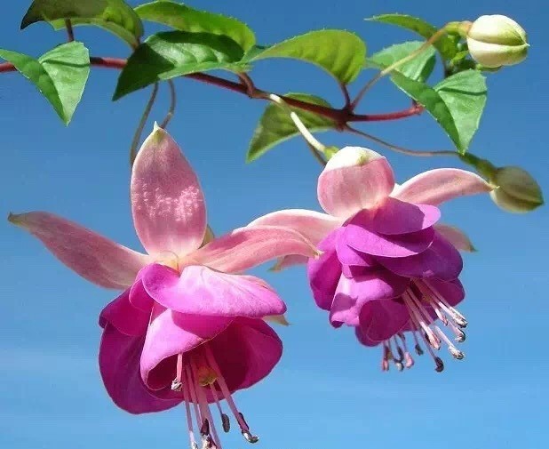 唯美風(fēng)景圖片：世界上最美倒掛金鐘花！