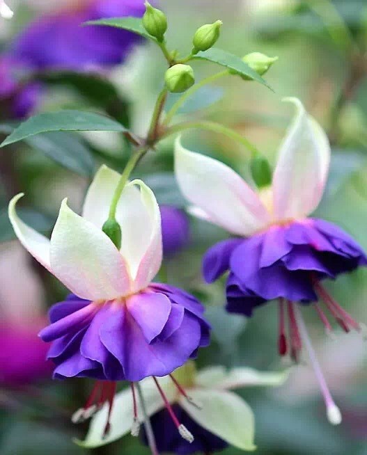 唯美風(fēng)景圖片：世界上最美倒掛金鐘花！