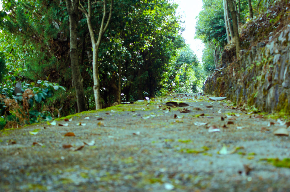 西顧·望城山居，闖入仙境等待一場花開的心動