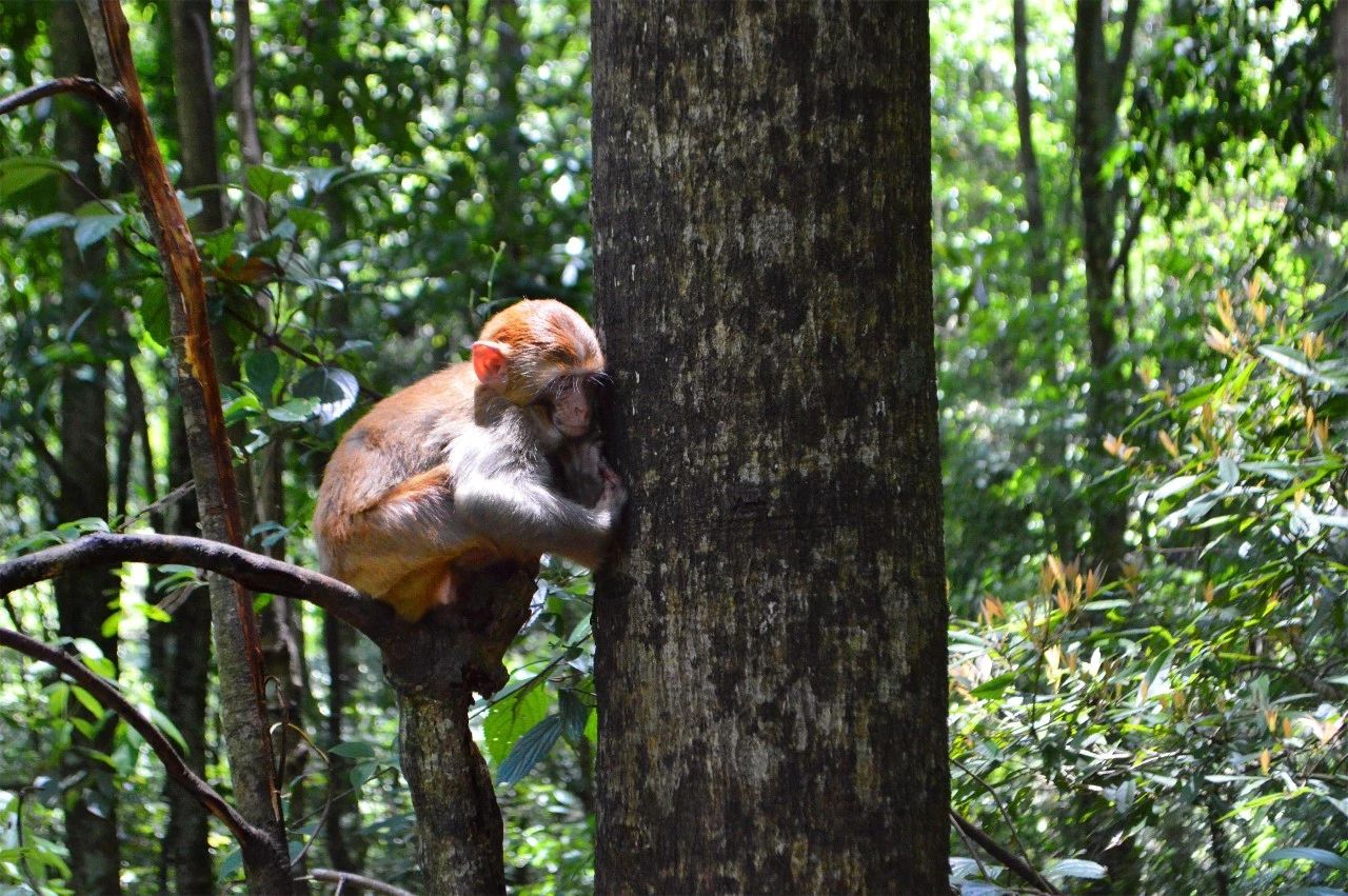 張家界·五號山谷，山谷在重生！