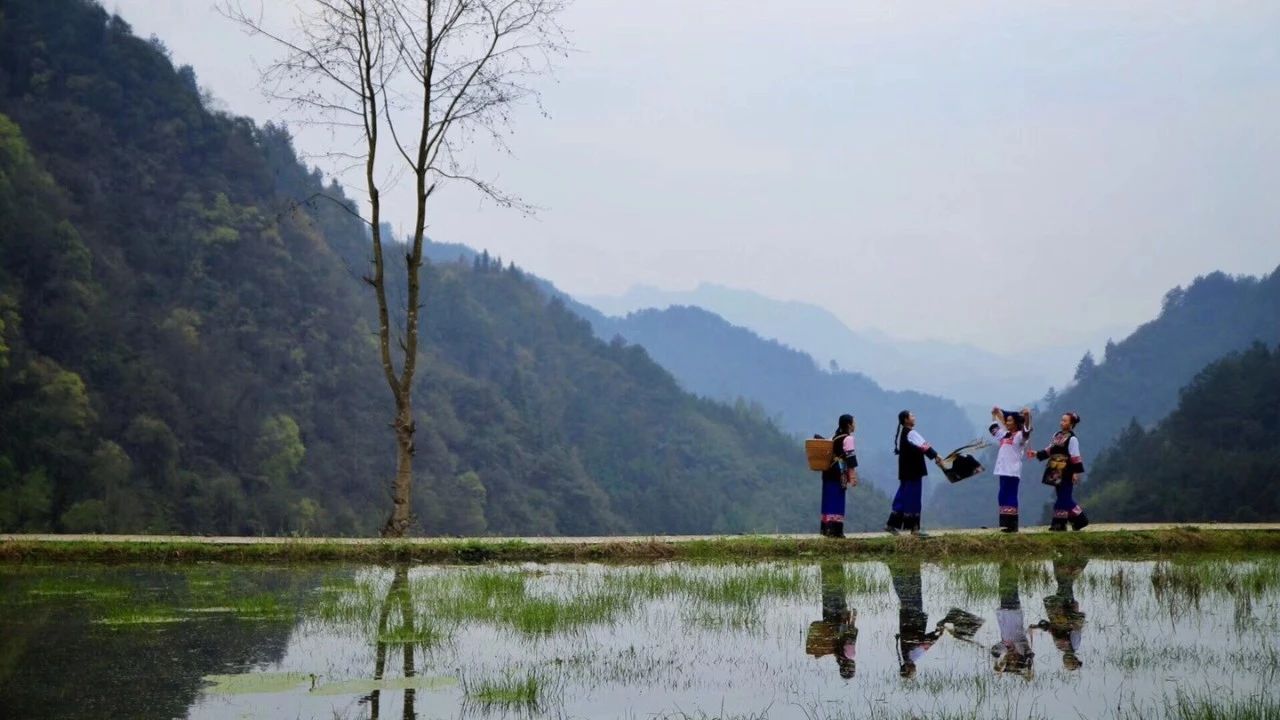 張家界·五號(hào)山谷，山谷在重生！