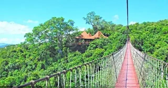 樹梢上的別墅建筑：6個比較火的“巢居”案例