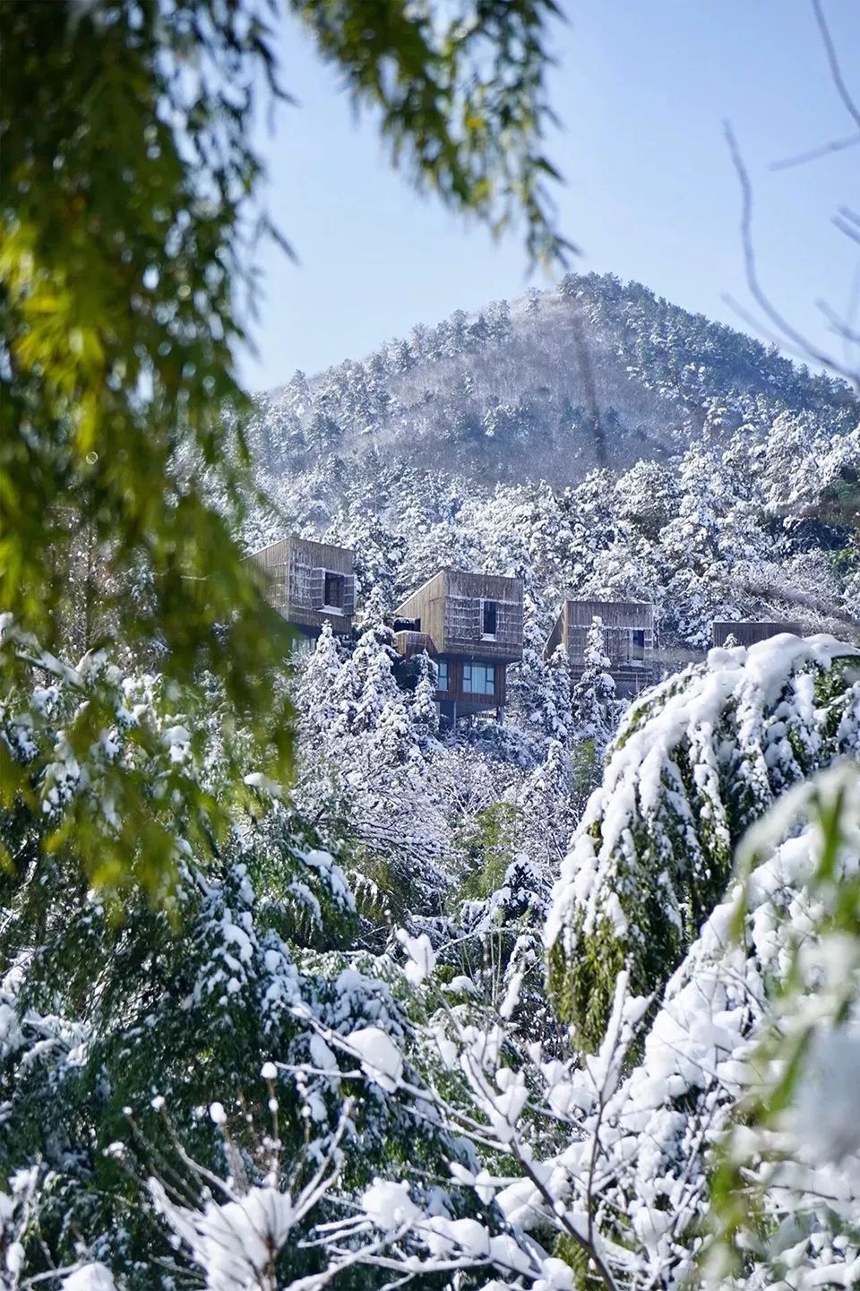 樹梢上的別墅建筑：6個比較火的“巢居”案例