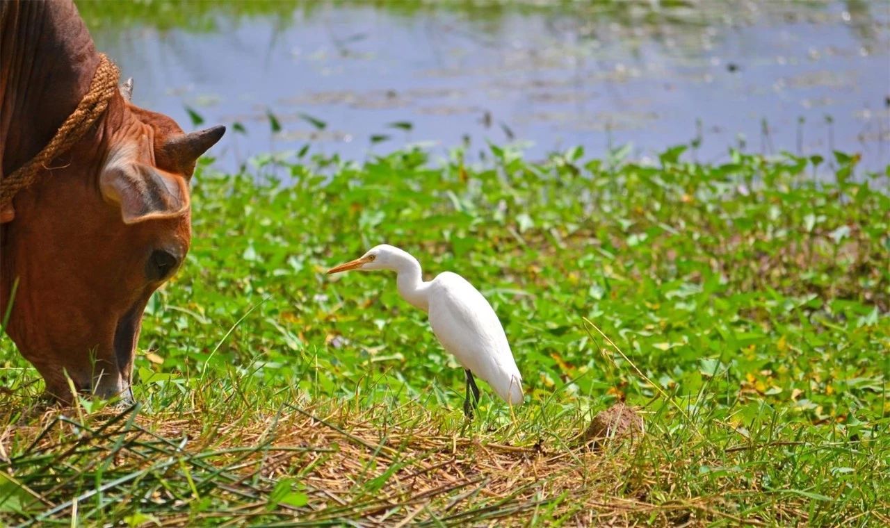 金華·村尚村宿，認(rèn)識自然尋回久違的童真