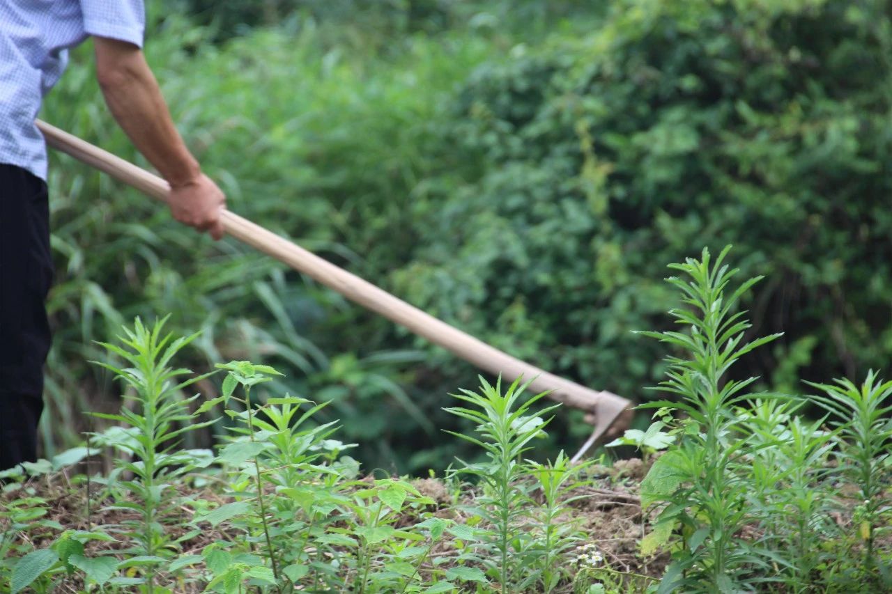 金華·村尚村宿，認(rèn)識自然尋回久違的童真