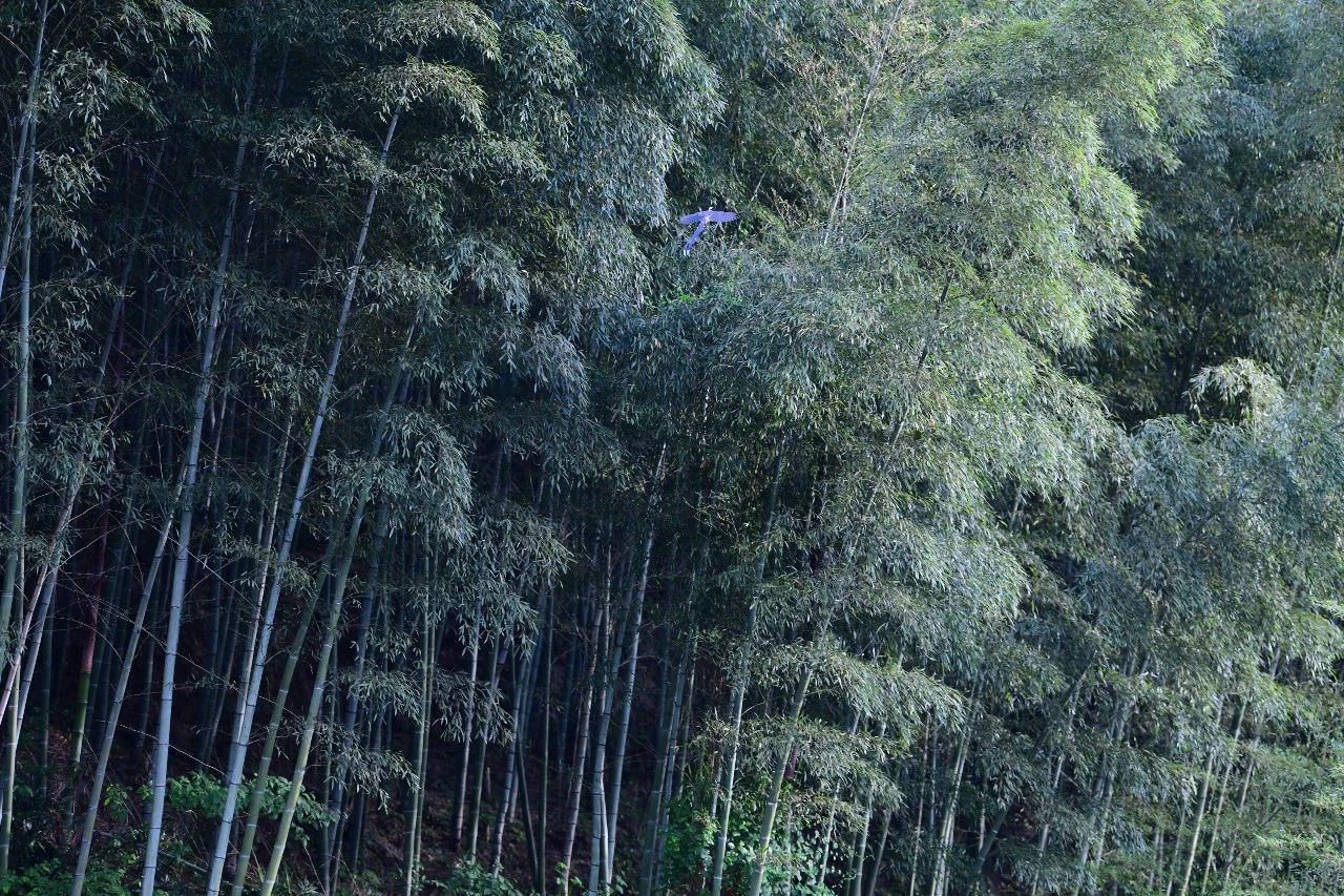 金華·村尚村宿，認(rèn)識自然尋回久違的童真