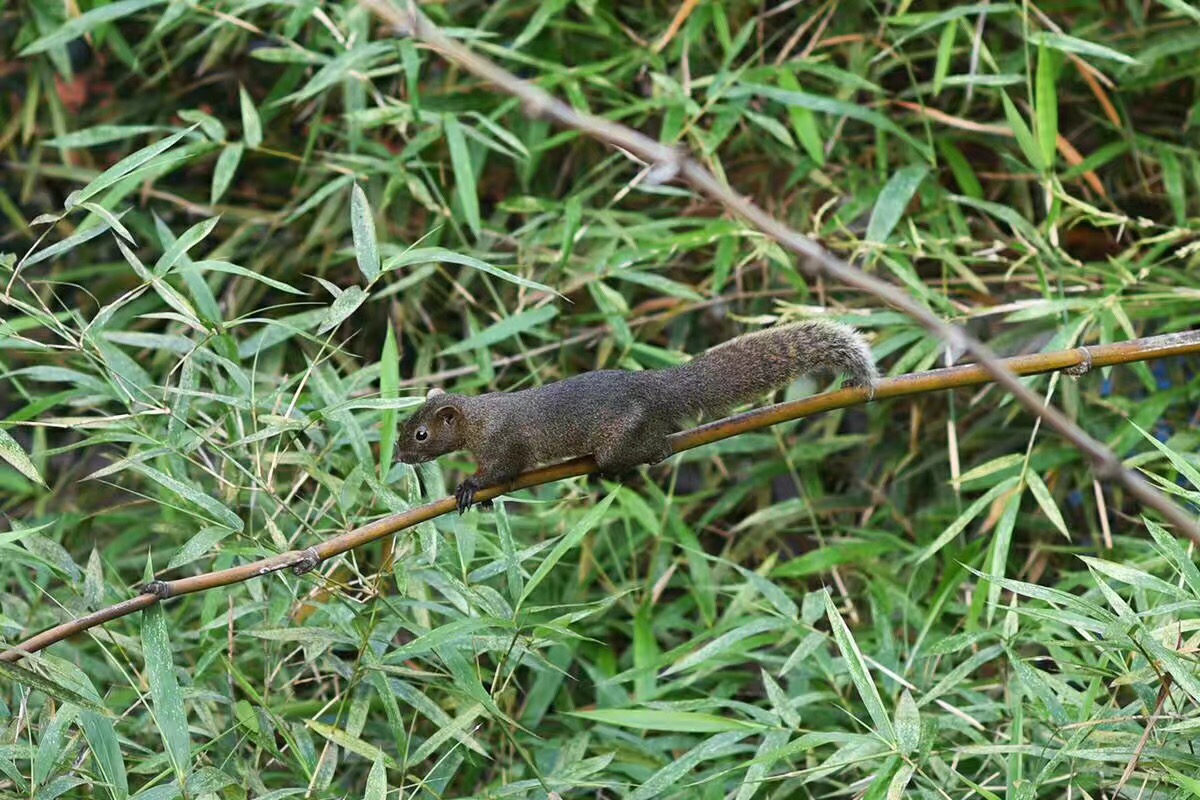 覺園1984，創(chuàng)造一個(gè)時(shí)空錯(cuò)亂的夢(mèng)境