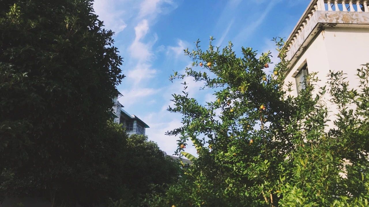 杭州·茶田秘境，有生之年盡情去折騰