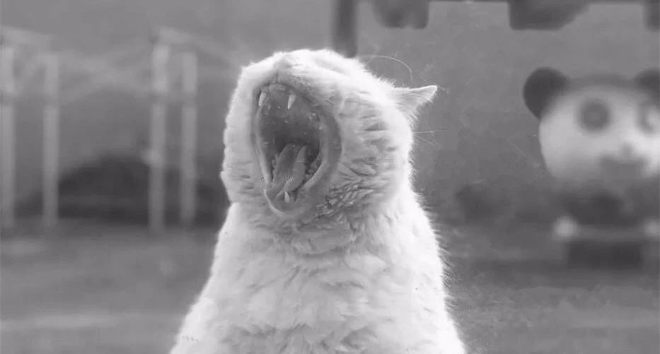 杭州·茶田秘境，有生之年盡情去折騰