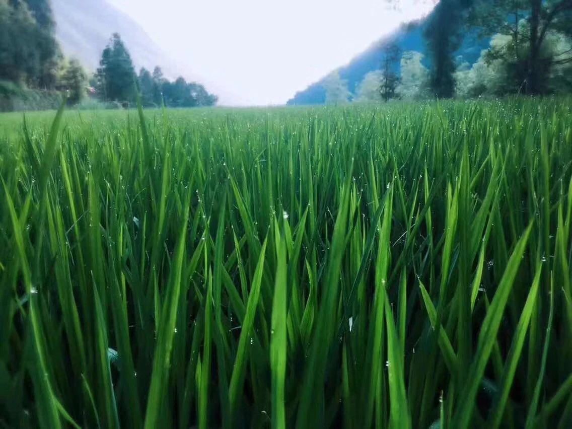 溫州·外水良藝境，一家溫州最美民宿之一