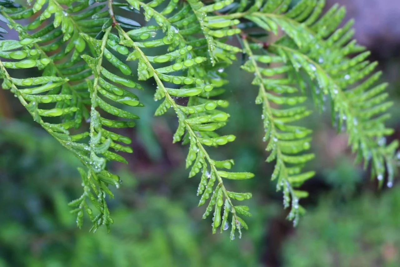 莫干山·柒竹悠南山，安靜的世外桃源