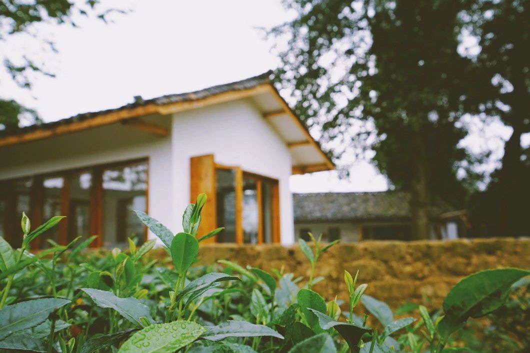 一所茶園里的民宿，過著鄉(xiāng)下悠閑愜意的日子