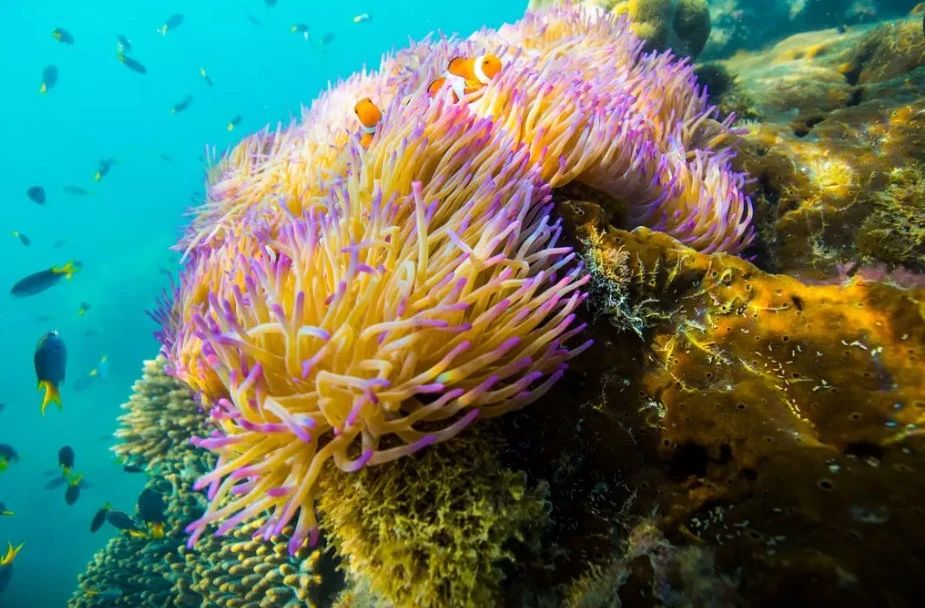 奇屋一夜民宿設(shè)計(jì)集合，把民宿開在了長城上