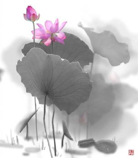 超美水墨荷花風(fēng)景攝影，美的不可思議