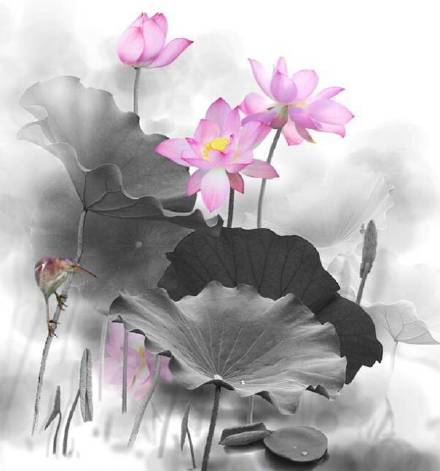 超美水墨荷花風(fēng)景攝影，美的不可思議