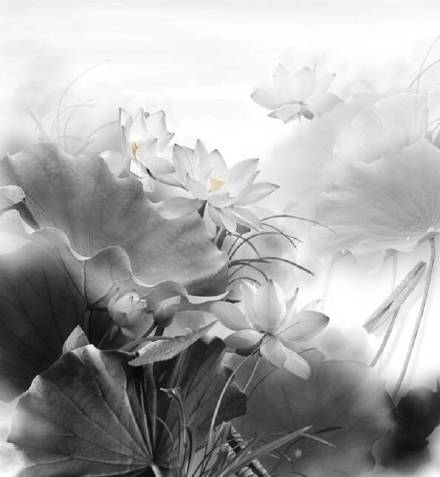 超美水墨荷花風(fēng)景攝影，美的不可思議