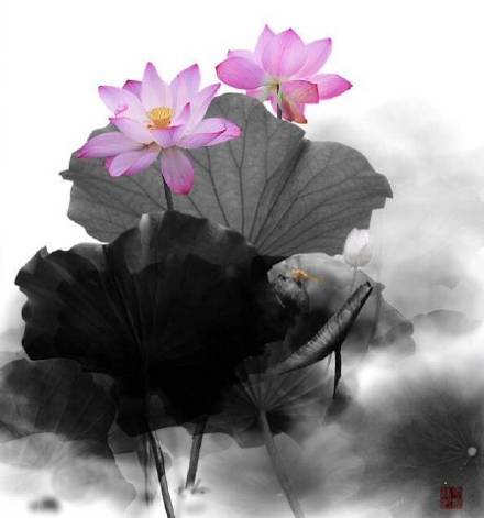 超美水墨荷花風(fēng)景攝影，美的不可思議