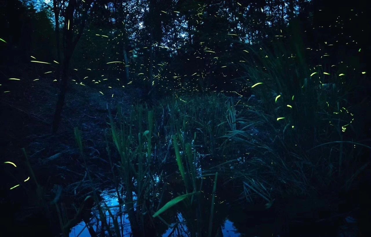 6家莫干山的新民宿，美出新境界